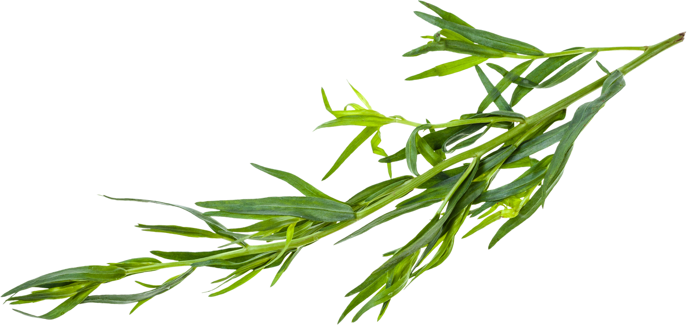 Twig of Fresh Tarragon 