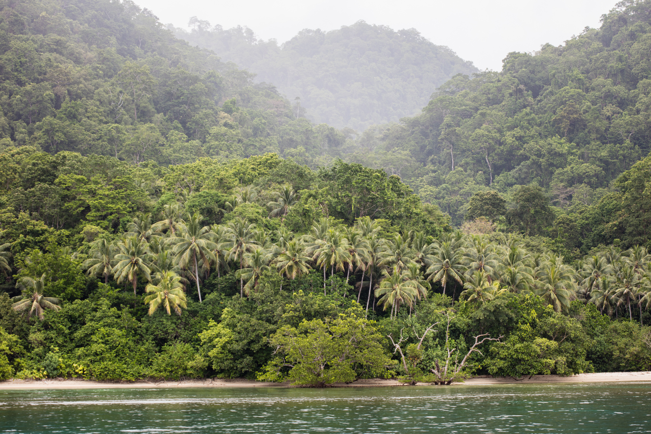 Beach and Rainforest in Papua New Guinea